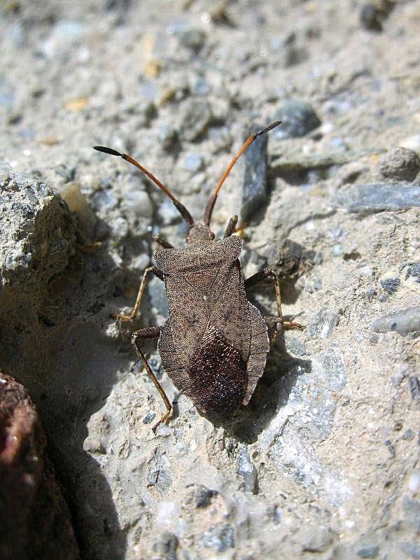 Coreus marginatus